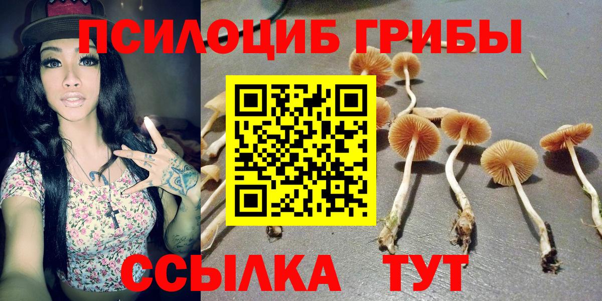 Псилоцибиновые грибы Psilocybine cubensis Пугачёв